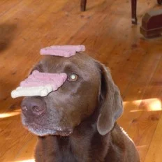 Wally Treats